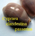 Cypraea clandestina passerina, Melvill 1888